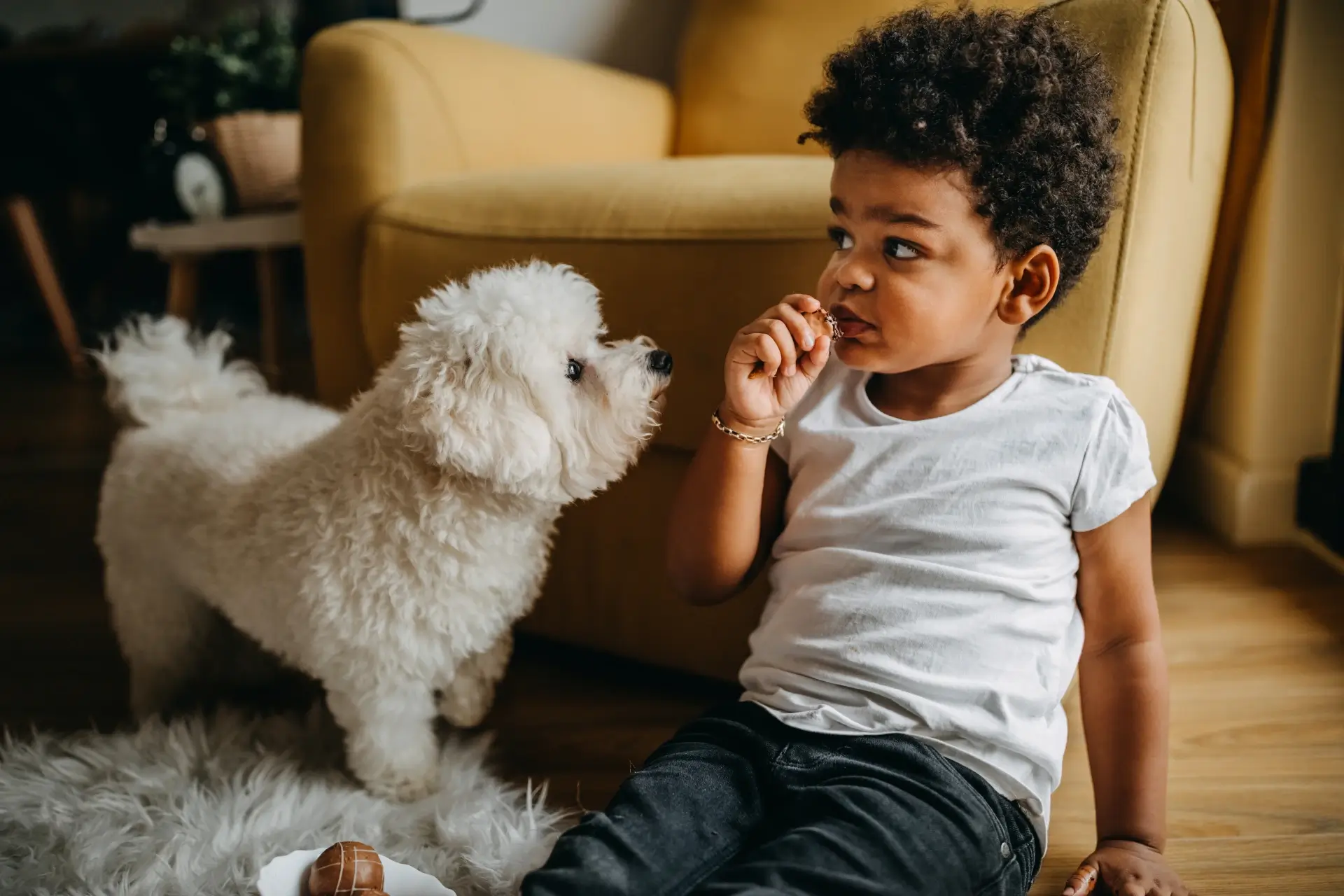 A young boy sits on the floor with a snack next to an eager fluffy white dog in a modern apartment